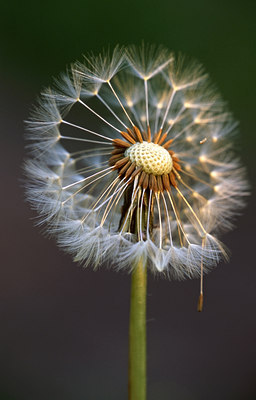 BUITEN BEELD Foto: 45190