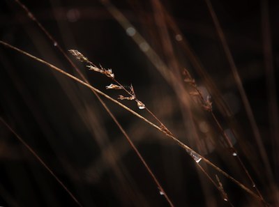 BUITEN BEELD Foto: 45246
