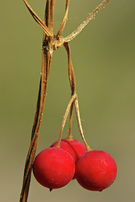 BUITEN BEELD Foto: 45258