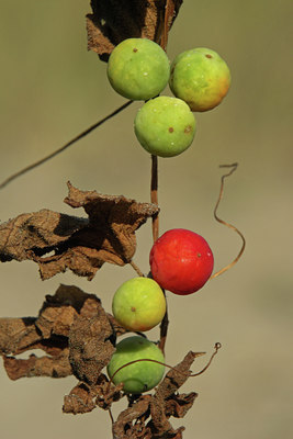 BUITEN BEELD Foto: 45259
