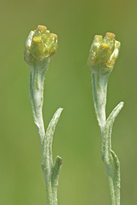BUITEN BEELD Foto: 45265