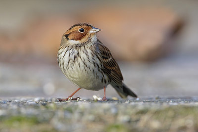 BUITEN BEELD Foto: 45326