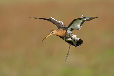 BUITEN BEELD Foto: 45327