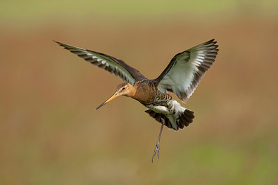 BUITEN BEELD Foto: 45329