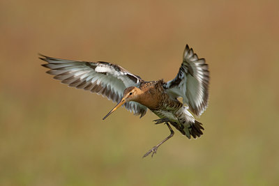 BUITEN BEELD Foto: 45330