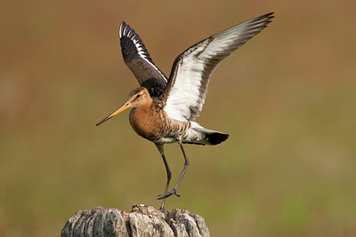 BUITEN BEELD Foto: 45331