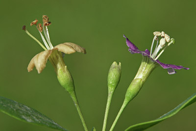BUITEN BEELD Foto: 45351