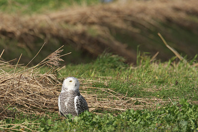 BUITEN BEELD Foto: 45362
