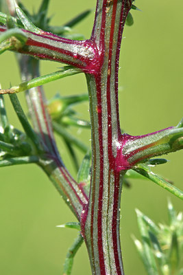 BUITEN BEELD Foto: 45375