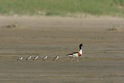 BUITEN BEELD Foto: 45380