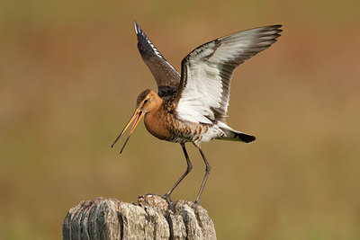 BUITEN BEELD Foto: 45389