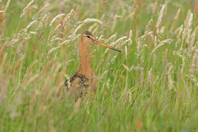 BUITEN BEELD Foto: 45390