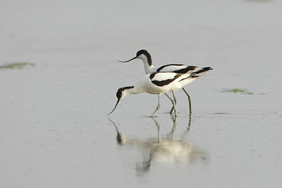 BUITEN BEELD Foto: 45394