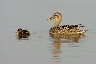BUITEN BEELD Foto: 45396