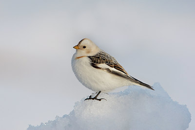 BUITEN BEELD Foto: 45404