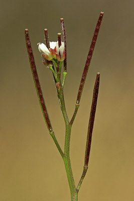 BUITEN BEELD Foto: 45416
