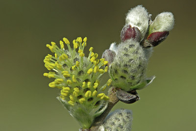BUITEN BEELD Foto: 45424