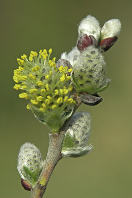 BUITEN BEELD Foto: 45425
