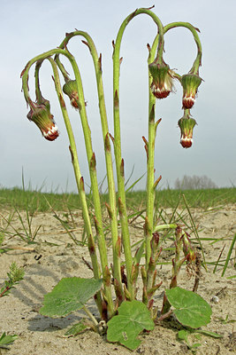 BUITEN BEELD Foto: 45435