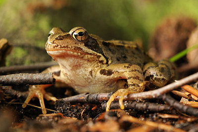 BUITEN BEELD Foto: 45441