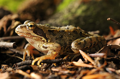 BUITEN BEELD Foto: 45442