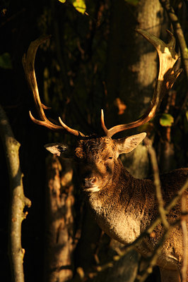 BUITEN BEELD Foto: 45447