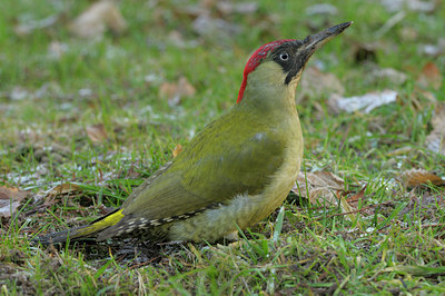 BUITEN BEELD Foto: 45467