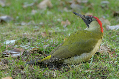 BUITEN BEELD Foto: 45468