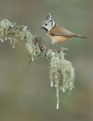 BUITEN BEELD Foto: 45486