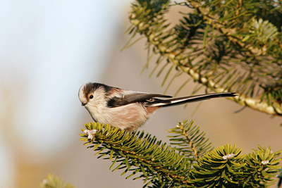 BUITEN BEELD Foto: 45522