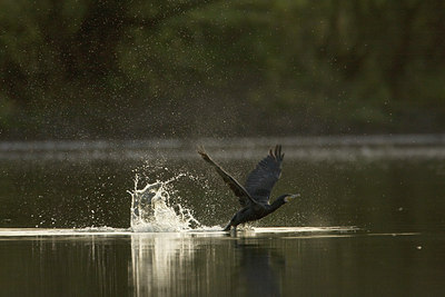 BUITEN BEELD Foto: 45532