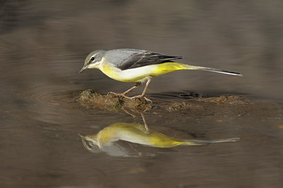 BUITEN BEELD Foto: 45542