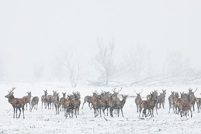 BUITEN BEELD Foto: 45547