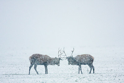 BUITEN BEELD Foto: 45552