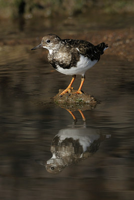 BUITEN BEELD Foto: 45561