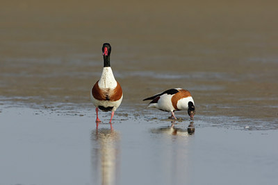 BUITEN BEELD Foto: 45567