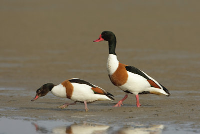 BUITEN BEELD Foto: 45570
