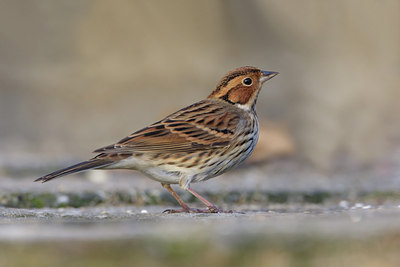 BUITEN BEELD Foto: 45572