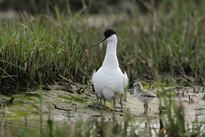 BUITEN BEELD Foto: 45588