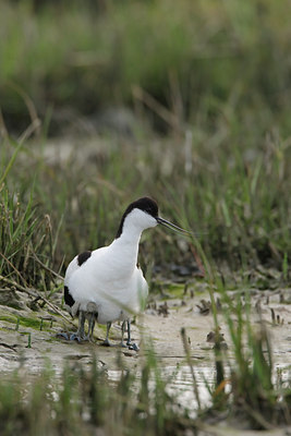 BUITEN BEELD Foto: 45590