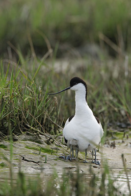 BUITEN BEELD Foto: 45591