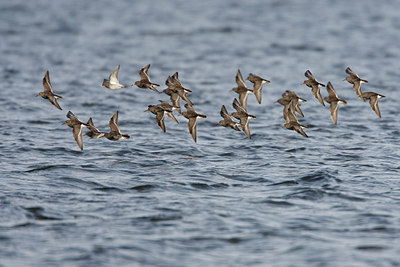 BUITEN BEELD Foto: 45596