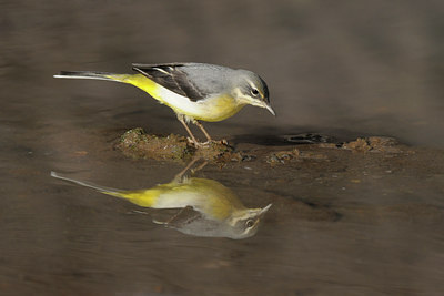 BUITEN BEELD Foto: 45637
