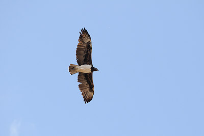 BUITEN BEELD Foto: 45677