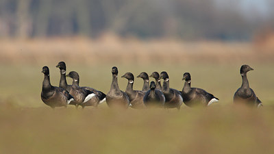 BUITEN BEELD Foto: 45704
