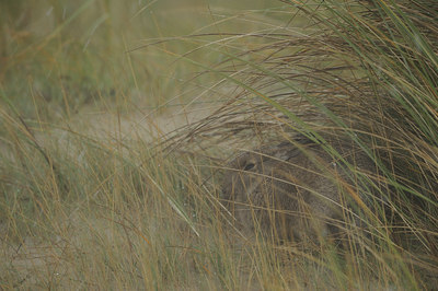 BUITEN BEELD Foto: 45714