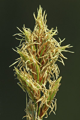 BUITEN BEELD Foto: 45816