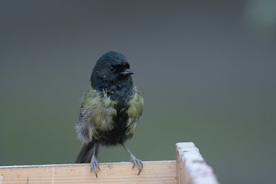 BUITEN BEELD Foto: 45826