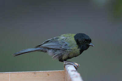 BUITEN BEELD Foto: 45827