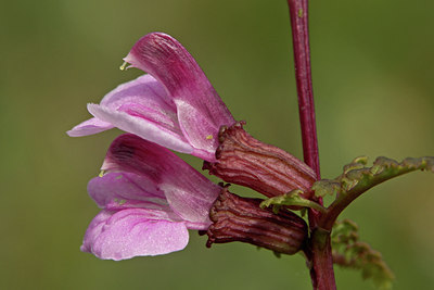 BUITEN BEELD Foto: 45862